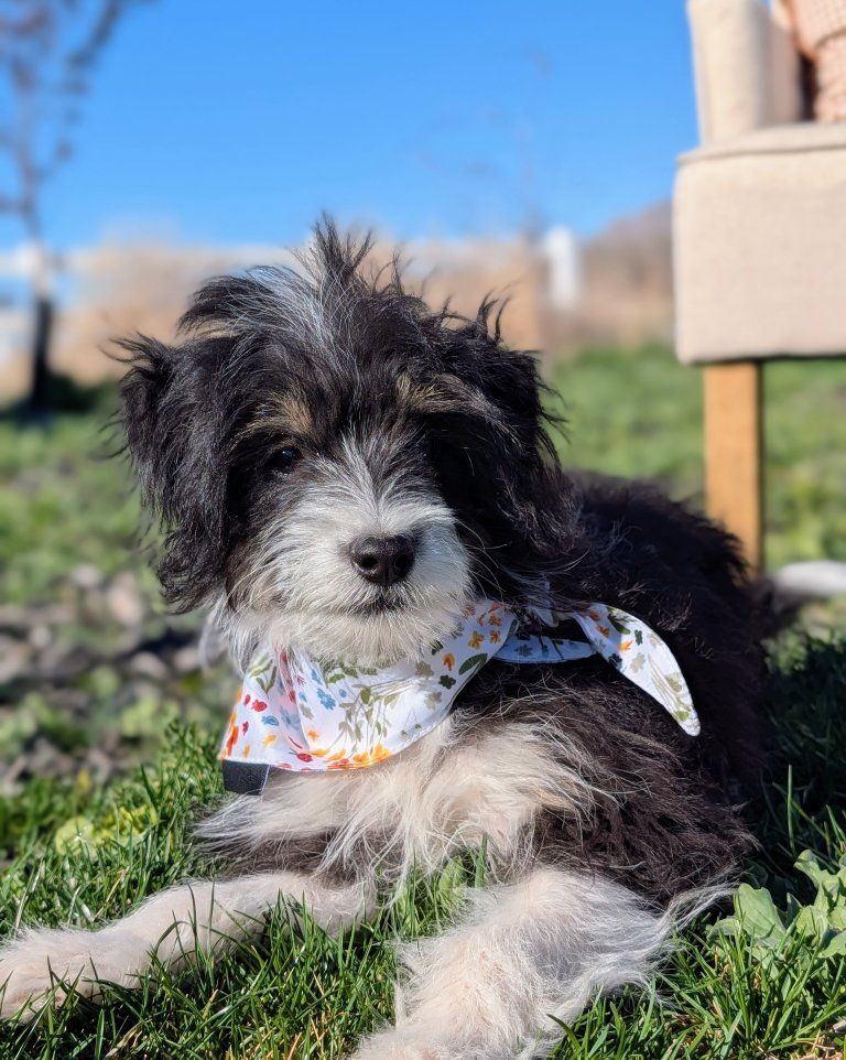Trained Toy Aussiedoodle Girl, 16wks old