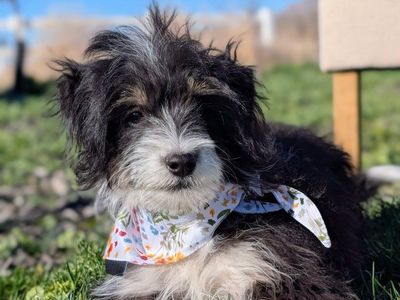 Trained Toy Aussiedoodle Girl, 16wks old