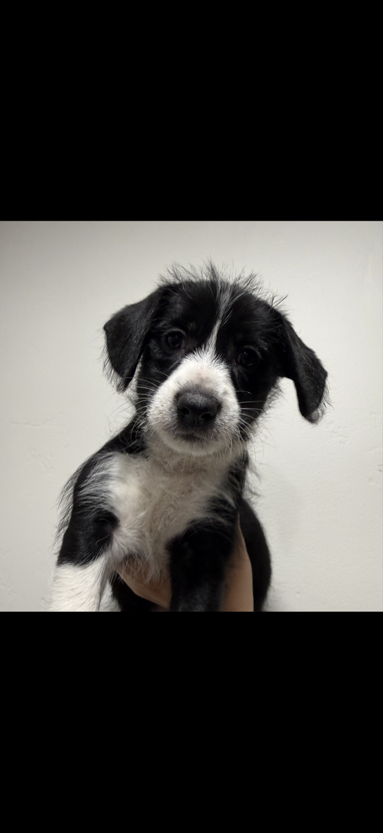 Female Puppy