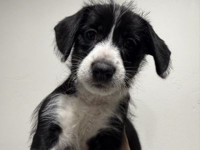 Female Puppy