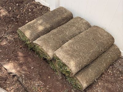 Kentucky bluegrass sod 70 sq. ft.