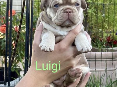 Exotic Color AKC French Bulldog/Frenchie Puppies