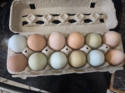 farm eggs !