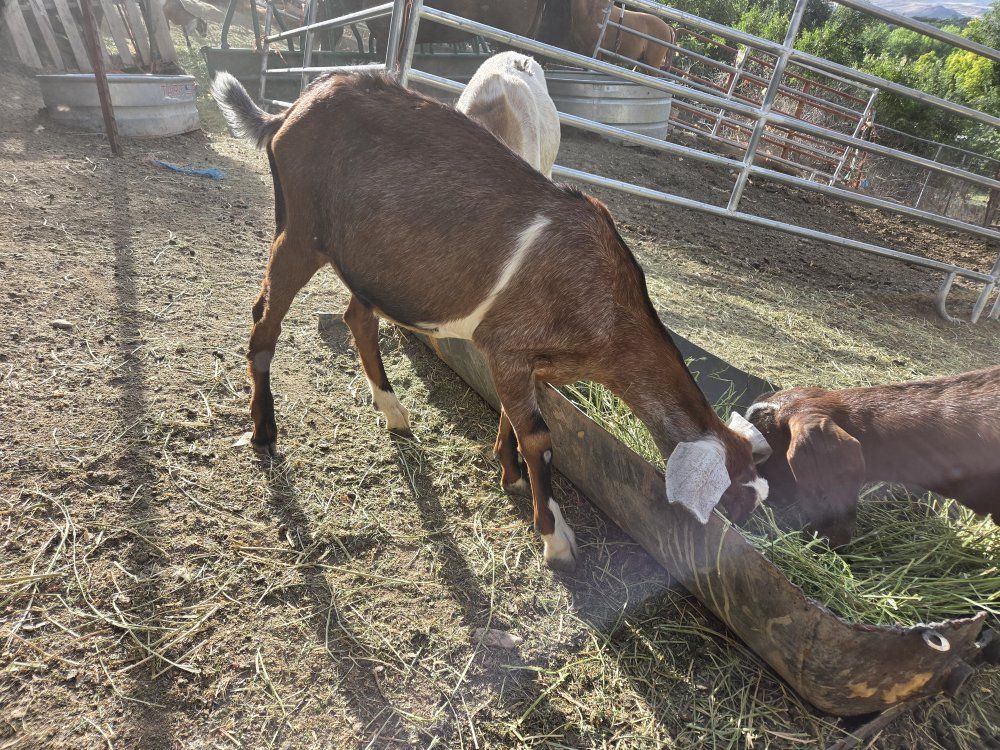 Nubian goats available- weed eaters, companion goat, calming goat. pasture pet- super friendly. meat goat