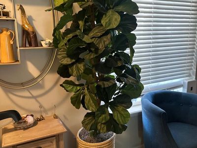 Artificial Fiddle Leaf Fig Tree in Woven Cylinder Basket Planter