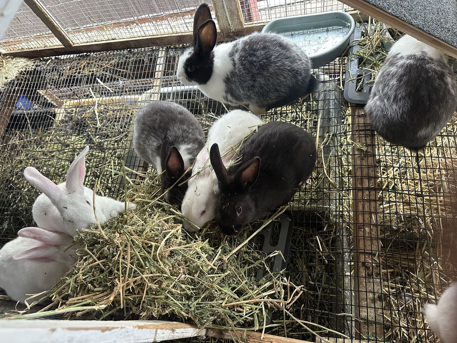 NZ & NZ/Rex Large Breed Meat Rabbit