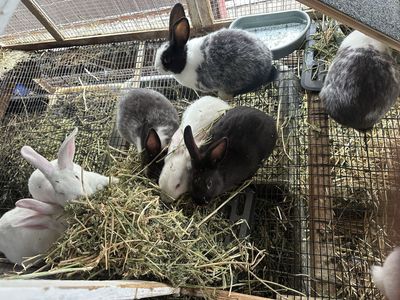 NZ & NZ/Rex Large Breed Meat Rabbit