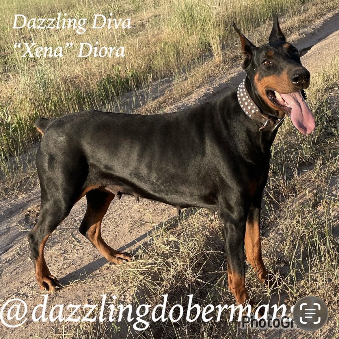 Doberman Pinscher Female 