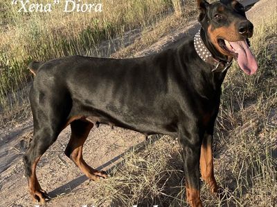 Doberman Pinscher Female
