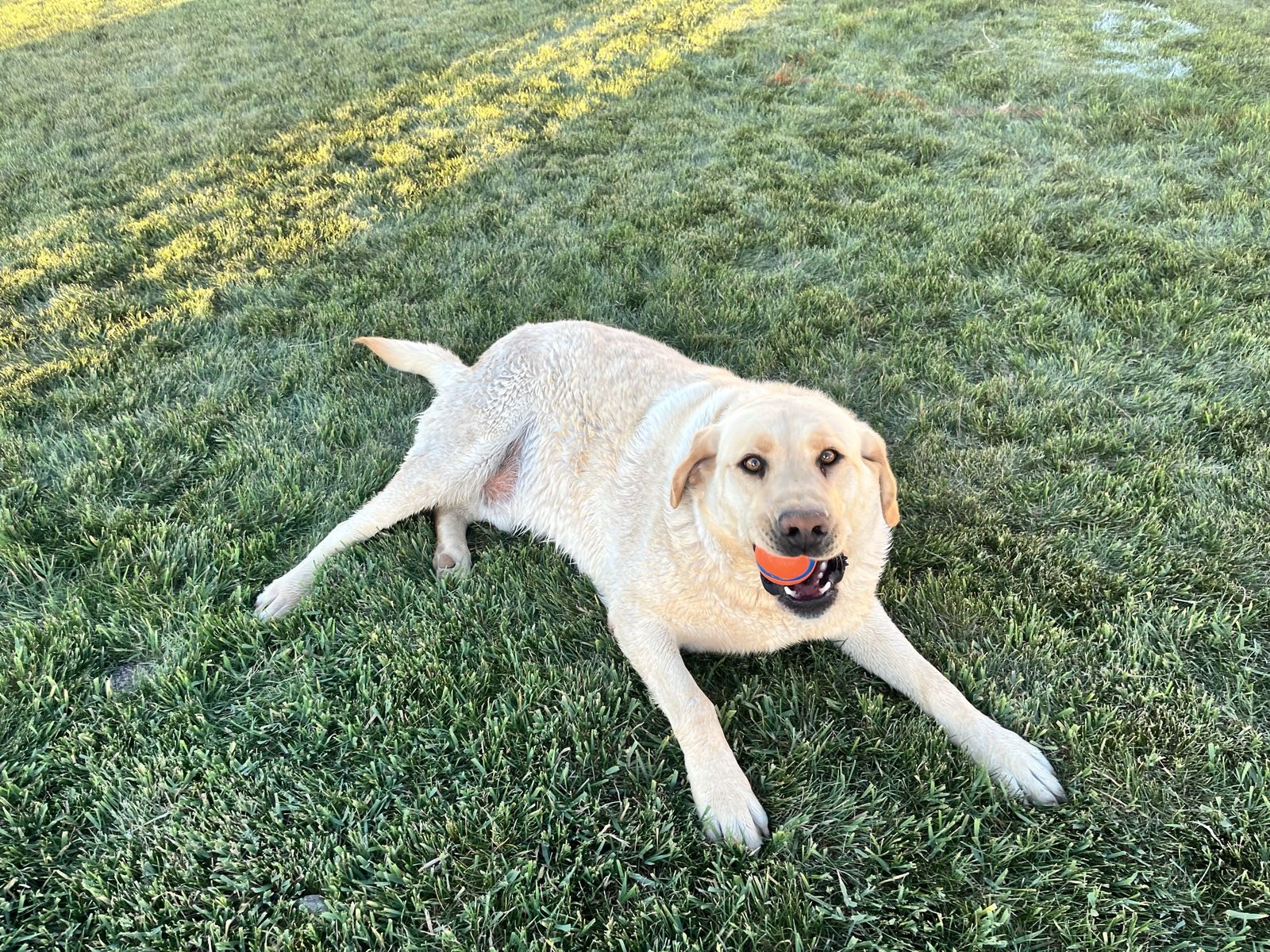 Golden Lab-6yrs