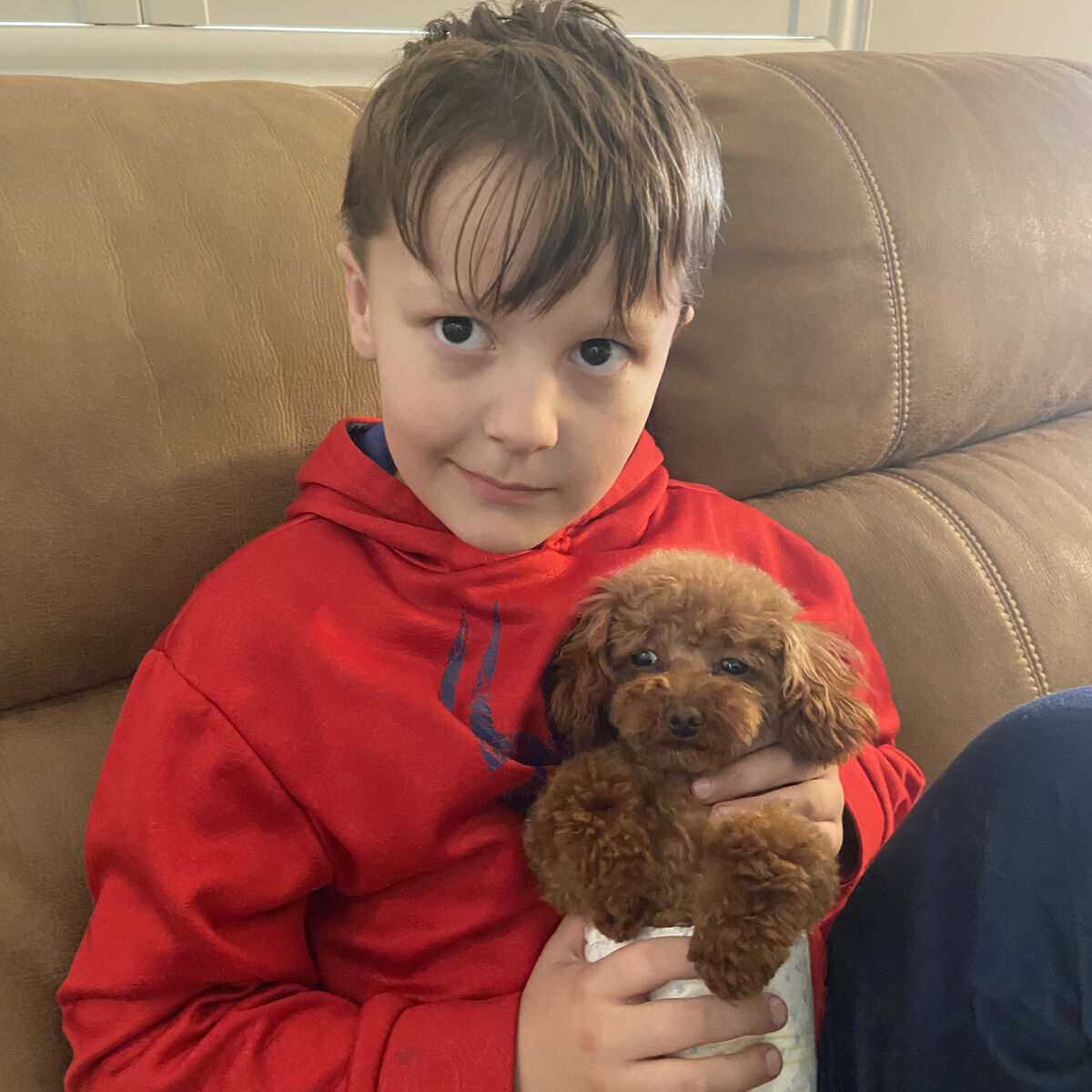 Micro Toy Poodle Stud Throws No Partis