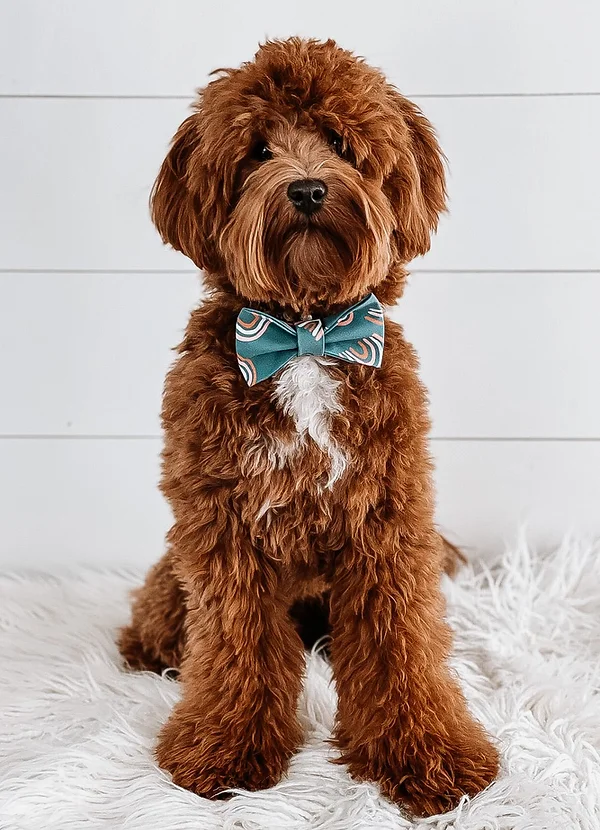 Milo -/- Micro Toy Goldendoodle Stud OFA Intense