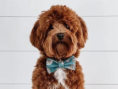 Milo -/- Micro Toy Goldendoodle Stud OFA Intense
