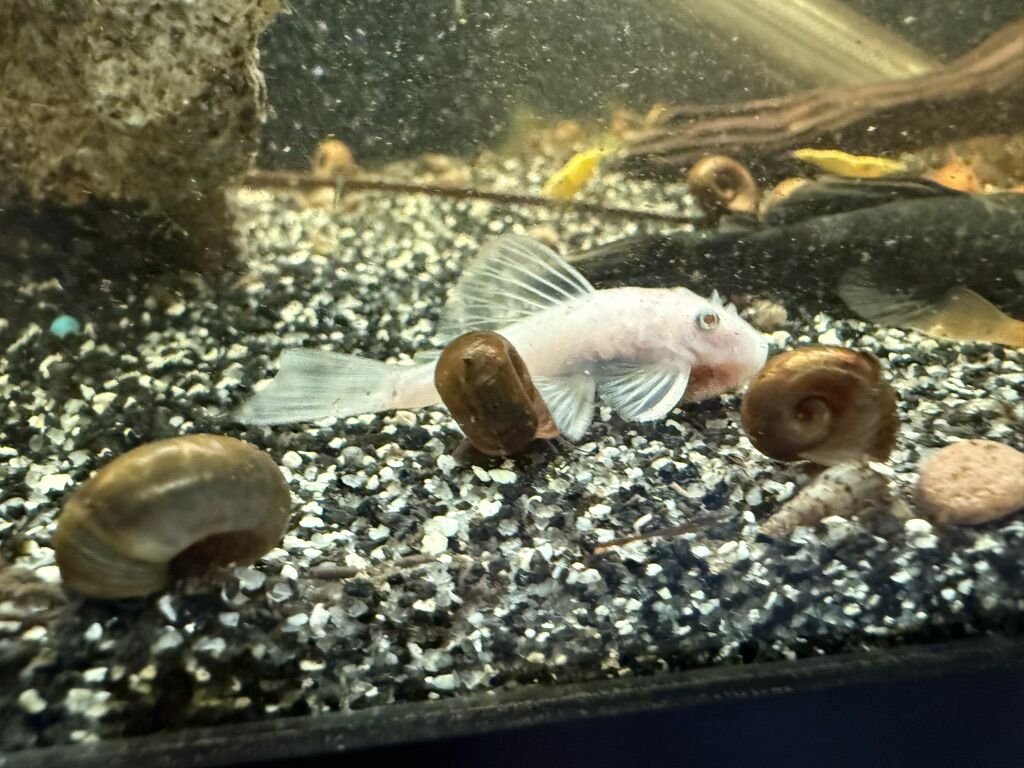 Rams Horn And Malaysian trumpet snails