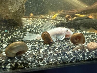 Rams Horn And Malaysian trumpet snails