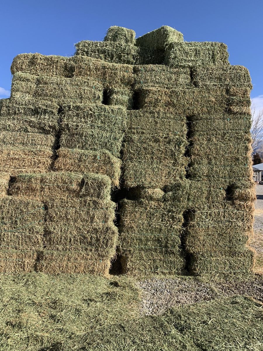 Alfalfa Hay
