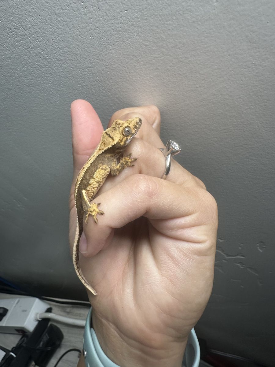 Crested gecko babies
