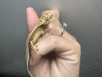 Crested gecko babies