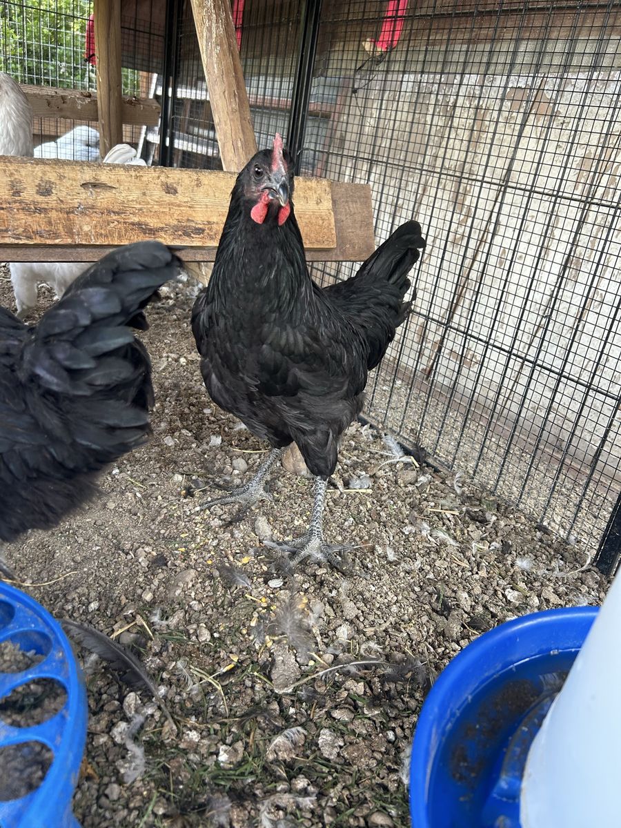 Young Jersey Giant Rooster
