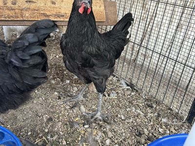 Young Jersey Giant Rooster