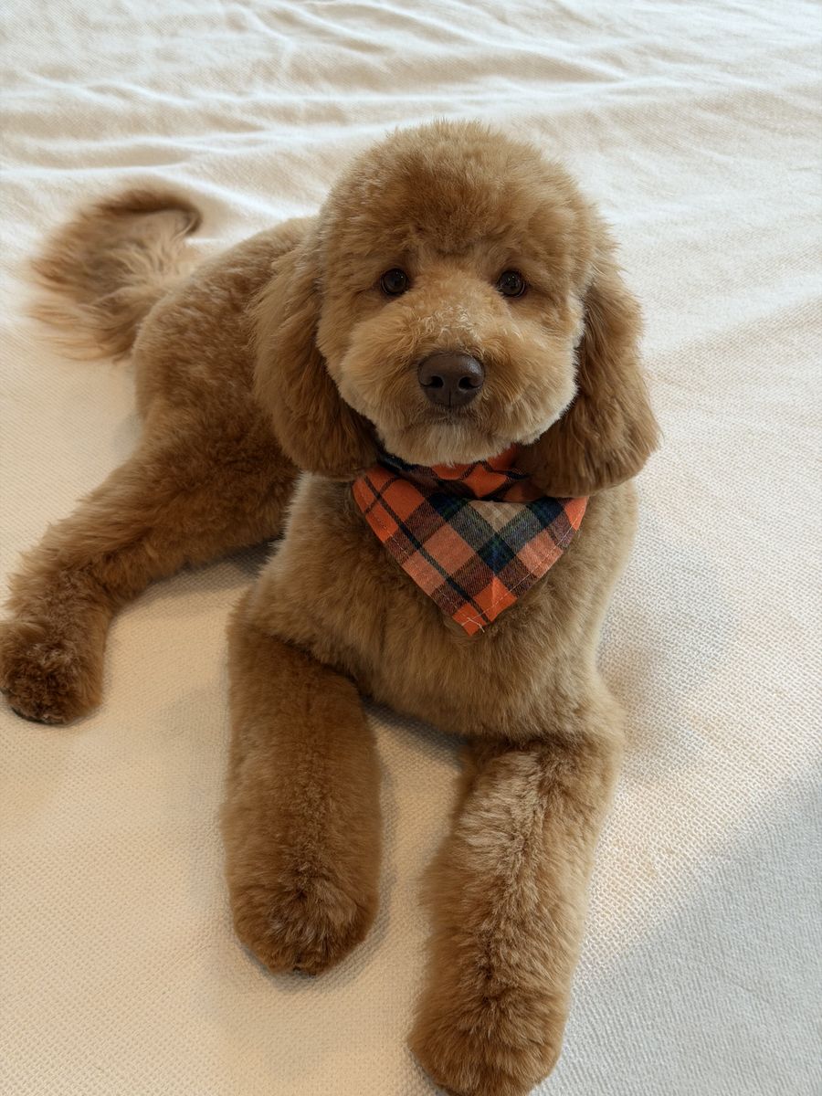 Sweet 1-Year-Old Red Cavapoo – House Trained, Neutered & Fully Vaccinated!