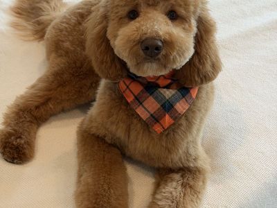 Sweet 1-Year-Old Red Cavapoo – House Trained, Neutered & Fully Vaccinated!
