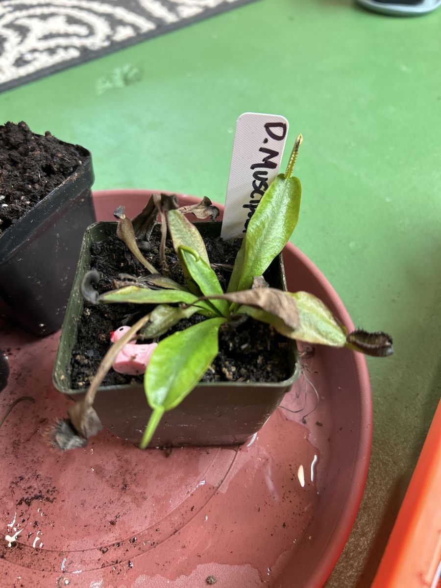 Venus flytrap carnivorous plant