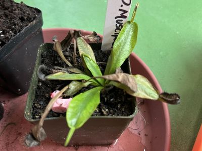 Venus flytrap carnivorous plant
