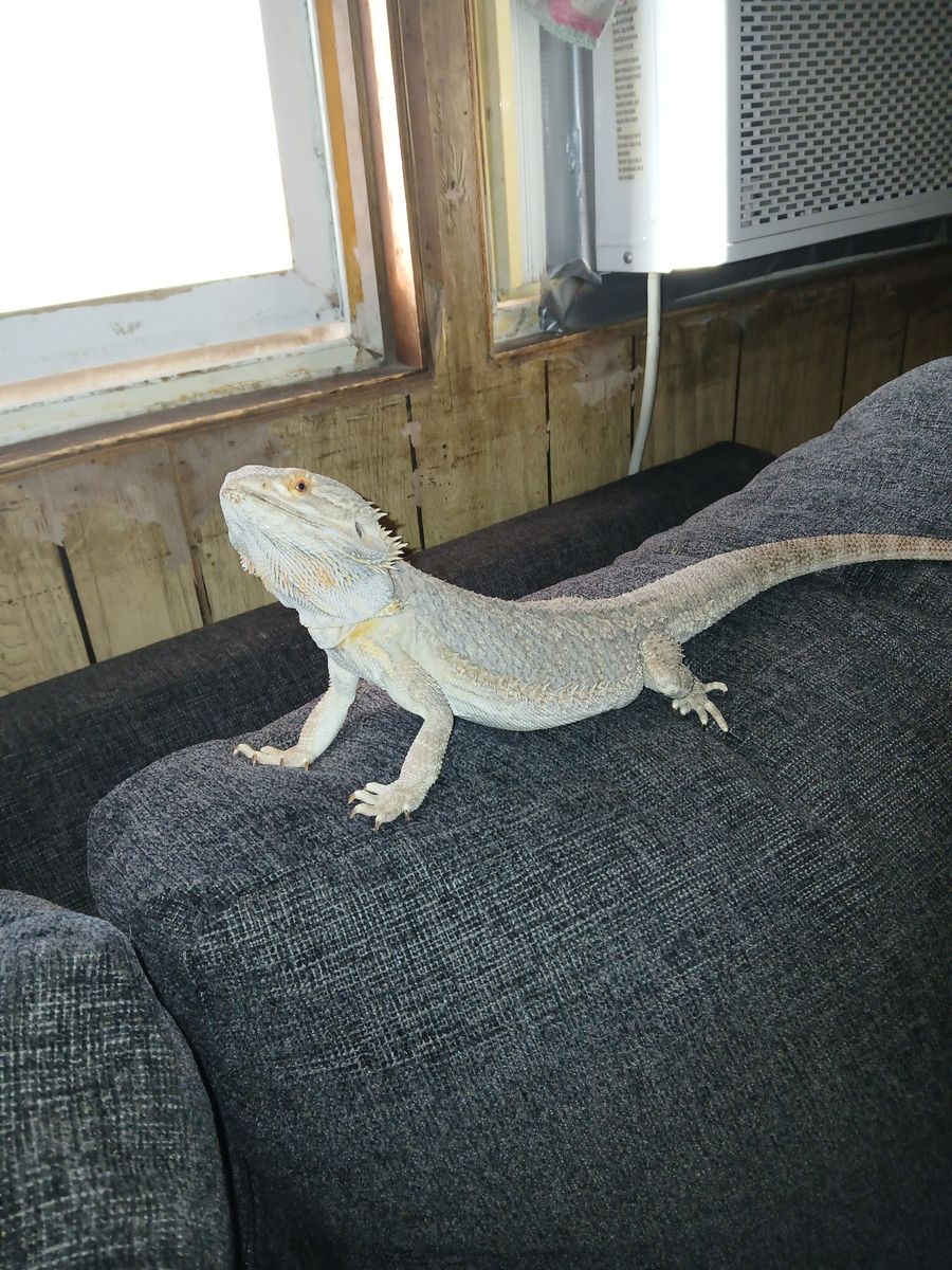 Bearded dragon