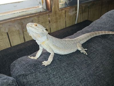 Bearded dragon