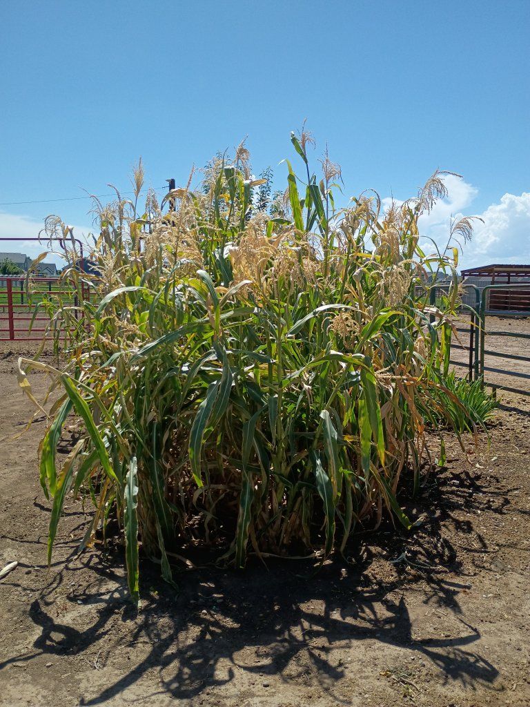 Corn Stalks