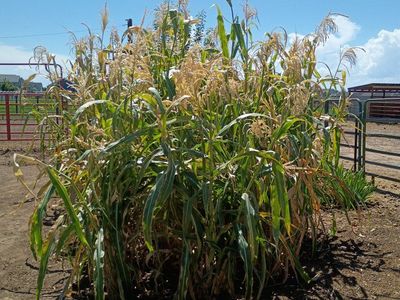 Corn Stalks