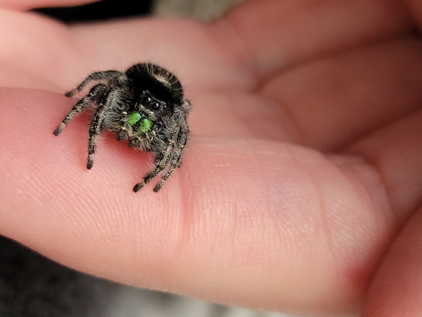 Female Bold Jumper (Phidippus Audax)