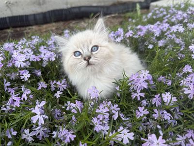 Ragdoll kitten white kitty girl long hair