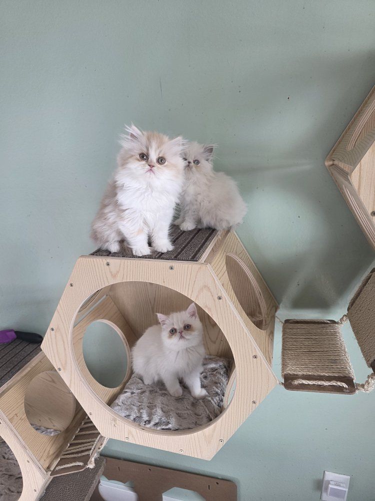 Purebred Persian kittens!