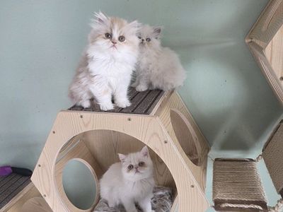 Purebred Persian kittens!