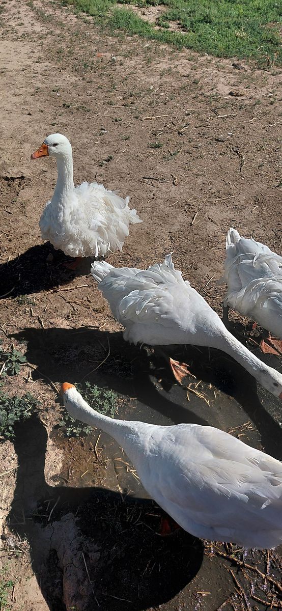 Male Sebastopol Goose