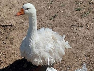 Male Sebastopol Goose