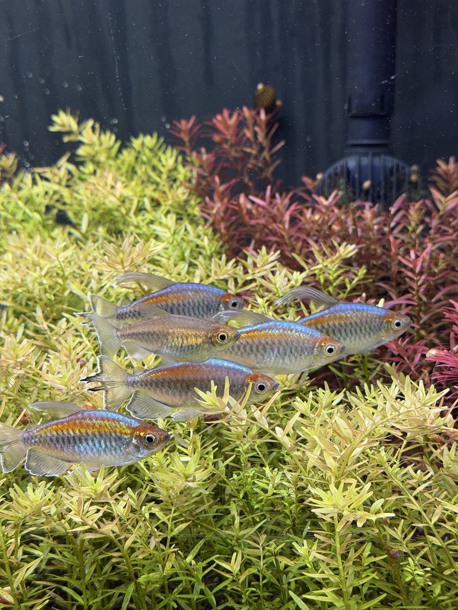 Congo Tetras