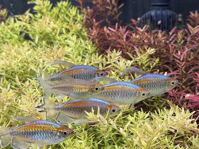 Congo Tetras