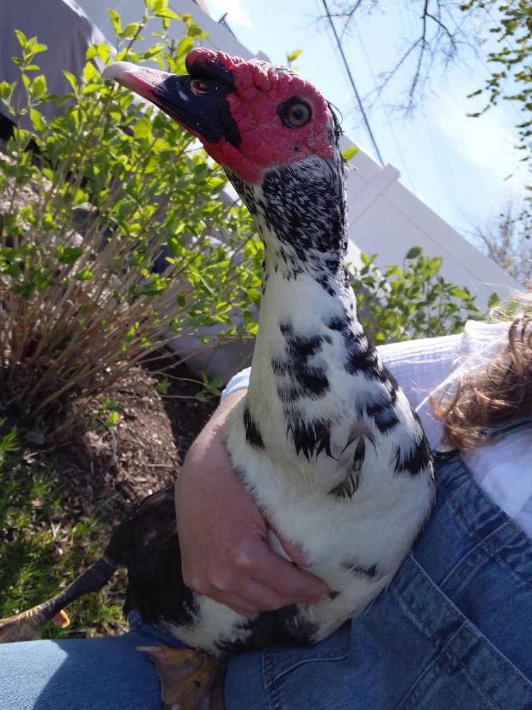 Bill the Muscovy Duck