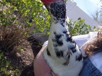 Bill the Muscovy Duck