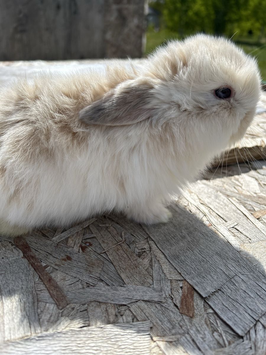 SLPIT EYED HOLLAND LOP