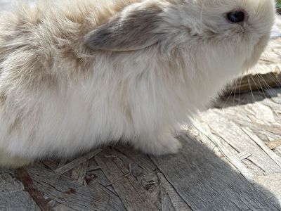 SLPIT EYED HOLLAND LOP