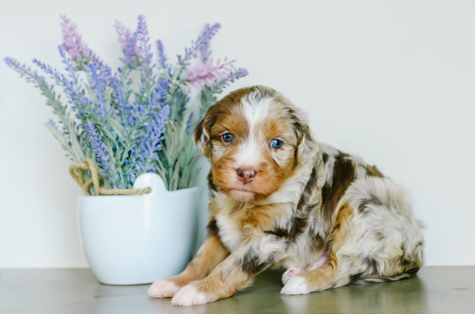 Mini Australian Mountain Doodles
