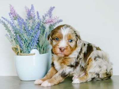 Mini Australian Mountain Doodles