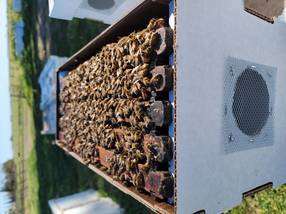 2026 Bee Nucs