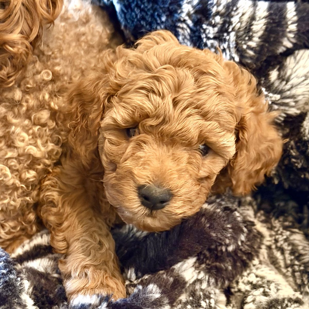 Mini Goldendoodle Puppies- 2 Females