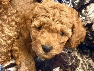 Mini Goldendoodle Puppies- 2 Females