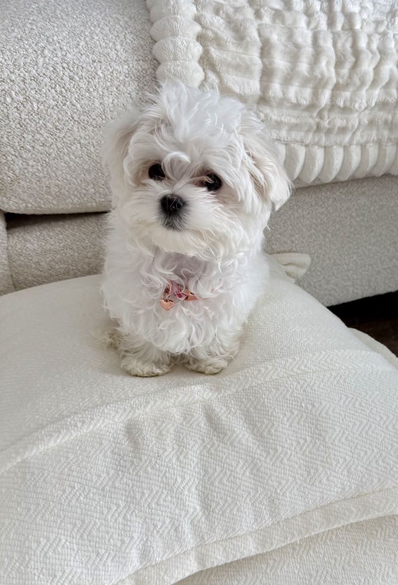 Adorable Teacup Maltipoo Puppy 🩷 – 14 weeks old -- 2 lbs now -- 4 lbs when fully grown --